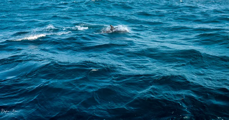 Expediție cu Velierul spre Balchik